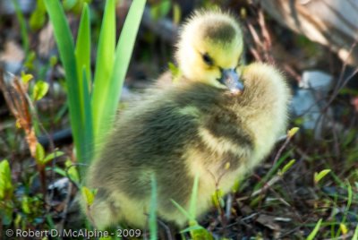 Recently hatched gosling from another family also in Mud Lake.