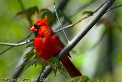 Northern Cardinal  -  (Cardinalis cardinalis)  -  Cardinal rouge