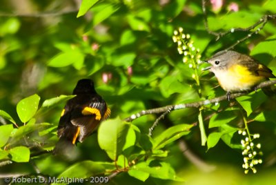 Pair