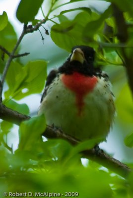 Rose-breasted Grosbeak - (Pheucticus ludovicianus) - Cardinal à poitrine rose