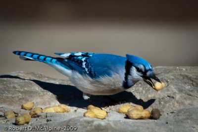 Blue Jay  -  (Cyanocitta cristata)  -  Geai bleu