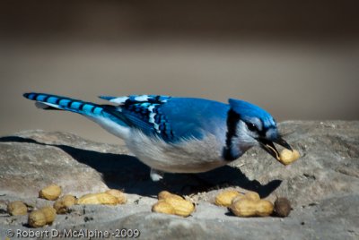 FAMILY CORVIDAE  -  Jays, Magpies, and Crows