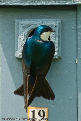 Tree Swallow entering a Bluebird house