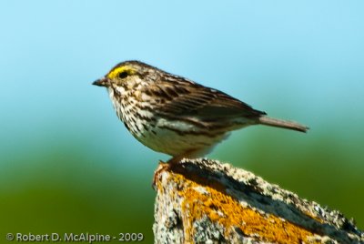 Savannah Sparrow  -  (Passerculus sandwichensis)  -  Bruant des prs