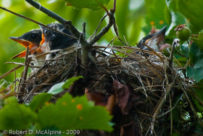 Nest with three hungry Eastern Kingbird chicks.