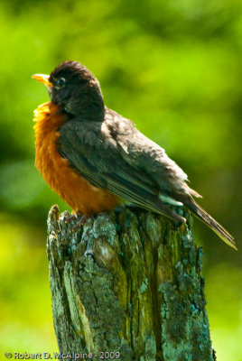 American Robin - (Turdus migratorius) - Merle d'Amérique