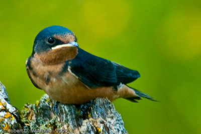 Barn Swallow  -  (Hirundo rustica)  -   Hirondelle rustique