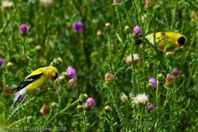 Feasting on seeds