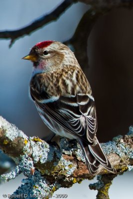 Common Redpoll - (Carduelis flammea) - Sizerin flammé
