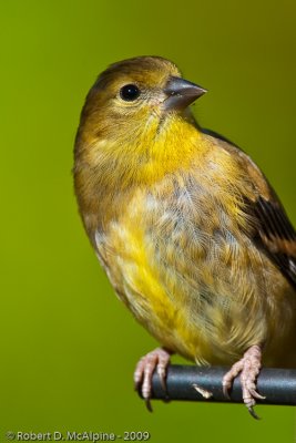 American Goldfinch - (Carduelis tristis) - Chardonneret jaune