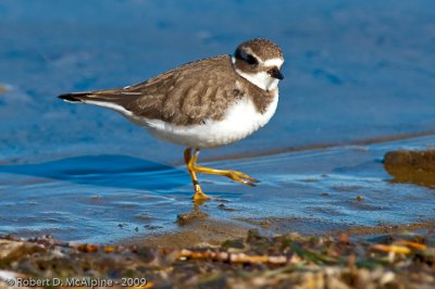 Semipalmated Plover  -  (Charadrius semipalmatus)  -  Pluvier semipalm