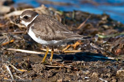 Semipalmated Plover - (Charadrius semipalmatus) - Pluvier semipalmé