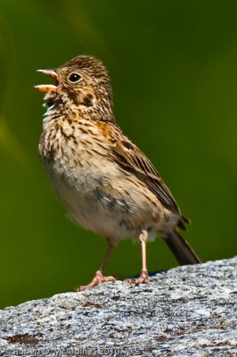 Vesper Sparrow  -  (Pooecetes gramineus)  -  Bruant vespral