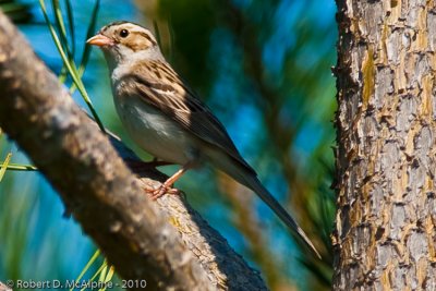 Clay-coloured Sparrow  -  (Spizella pallida)  -  Bruant des plaines