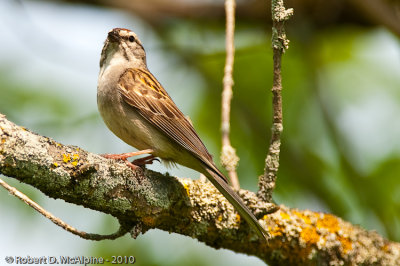 Chipping Sparrow  -  (Spizella passerina)  -  Bruant familier,