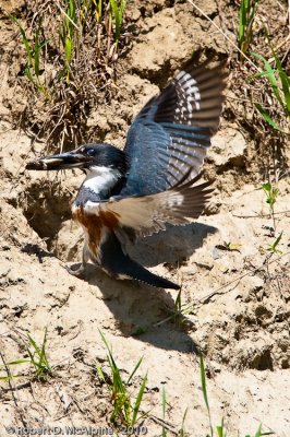 Belted Kingfisher  -  (Ceryle alcyon)  -  Martin-pcheur d'Amrique