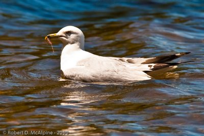 FAMILY: LARIDAE  -  Gulls and Terns