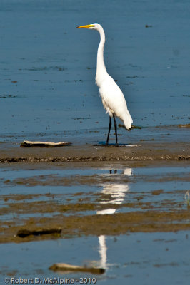 Great Egret  -  (Ardea alba)  -  Grande Aigrette