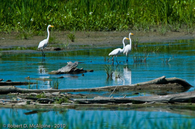 Great Egret - (Ardea alba) - Grande Aigrette