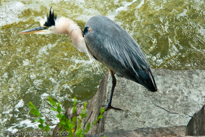 Great Blue Heron - (Ardea herodias) - Grand Héron