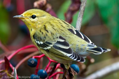 Blackpoll Warbler - (Setophaga striata) - Paruline rayée