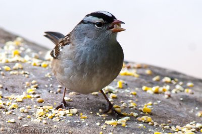 White-crowned Sparrow  -  (Zonotrichia leucophrys)  -  Bruant  couronne blanche