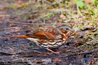 Fox Sparrow  -  (Passerella iliaca)  -  Bruant fauve