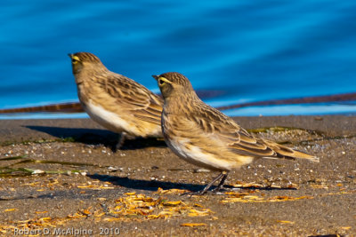 Horned Lark - (Eremophila alpestris) - Alouette hausse-col