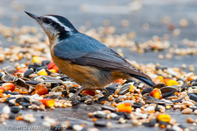 FAMILY SITTIDAE  -  Nuthatches