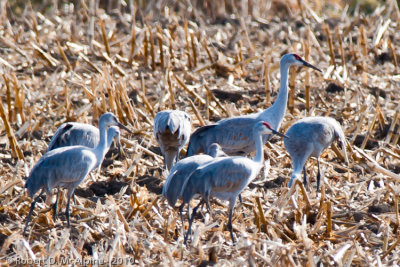 FAMILY: GRUIDAE   -  Cranes