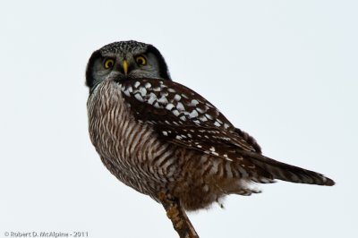 Northern Hawk Owl  -  (Surnia ulula)  -  Chouette pervire