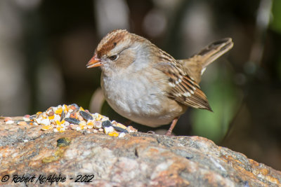 Field Sparrow  -  (Spizella pusilla)  -  Bruant des champs