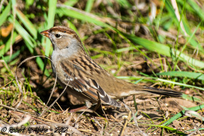 Field Sparrow  -  (Spizella pusilla)  -  Bruant des champs