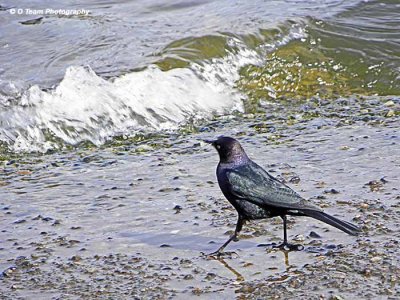 Brewer's Blackbird