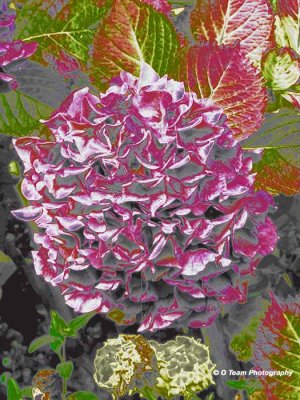 BLENDED FLOWERS