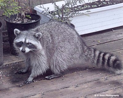 RACOONS