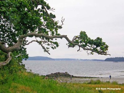 Coastal Tree