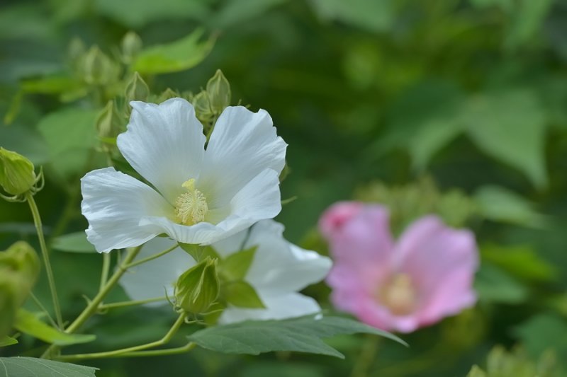 Hibiscus Mutabilis