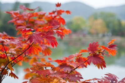 Daikaku-Ji Temple