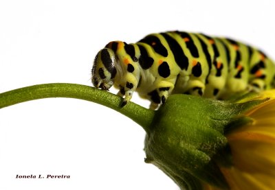 Larva de Borboleta monarca
