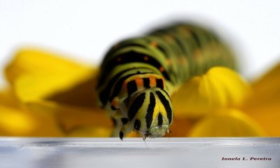 Larva - Papilio polyxenes