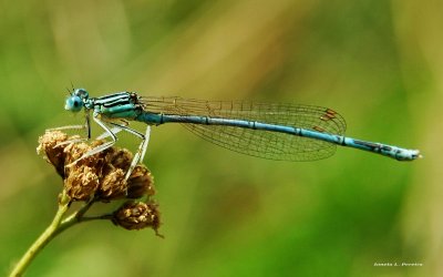 Lestes disjunctus