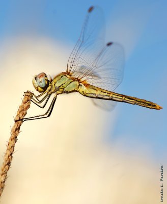 odonata