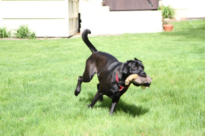 Action Jackson