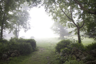 Field_Fog.jpg