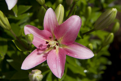 Lily_2751.jpg