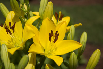 Lily_2755.jpg