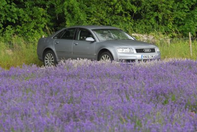 Lavender Field