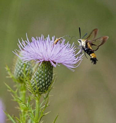 Hummingbird Moth and Friend at Thistle