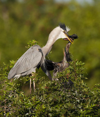 Great Blue Heron Fledgling Feeding.jpg